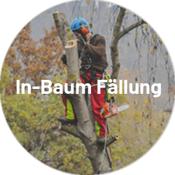 In-Baum Fällung