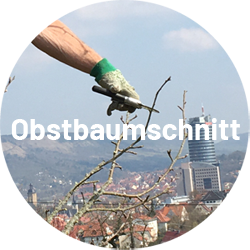 Obstbaumschnitt